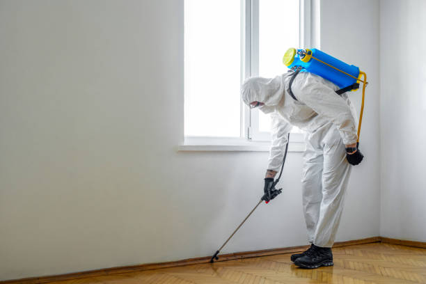 Best Flea Control Services  in Brilliant, OH