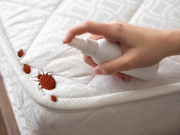 Best Emergency Pest Control  in Brilliant, OH