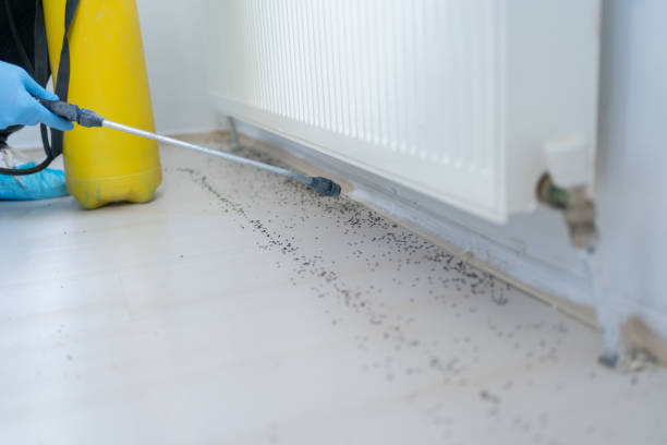 Best Pest Removal Services  in Brilliant, OH